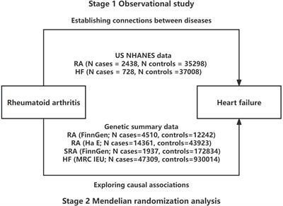 Rheumatoid arthritis increases the risk of heart failure: results from the cross-sectional study in the US population and mendelian randomization analysis in the European population